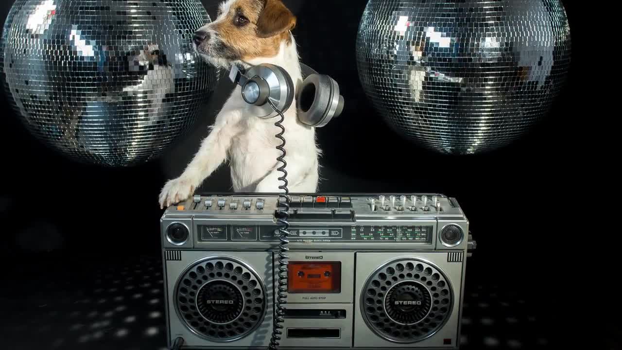 A Dj Dog With A Boombox - Stock Video | Motion Array