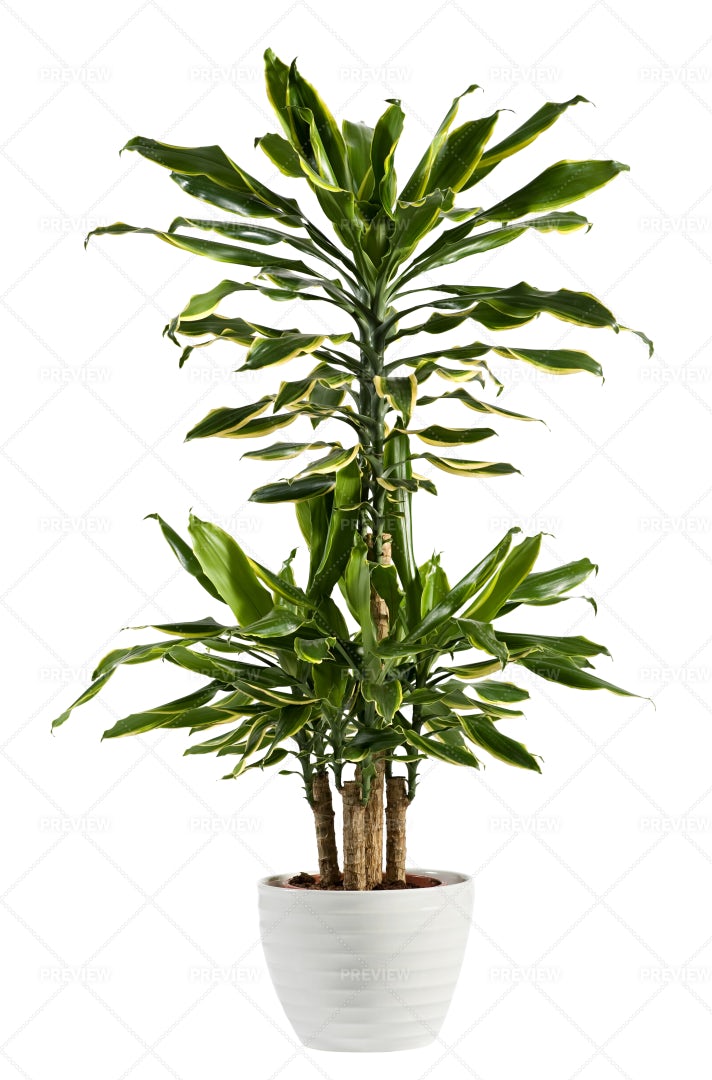 Dracaena Fragrans Plant: Stock Photos