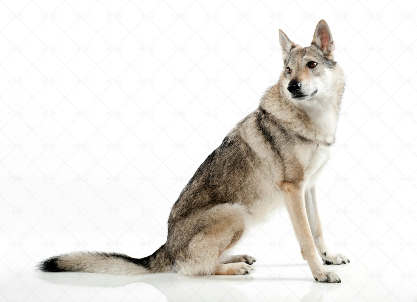 A Sitting Czechoslovakian Wolfdog: Stock Photos