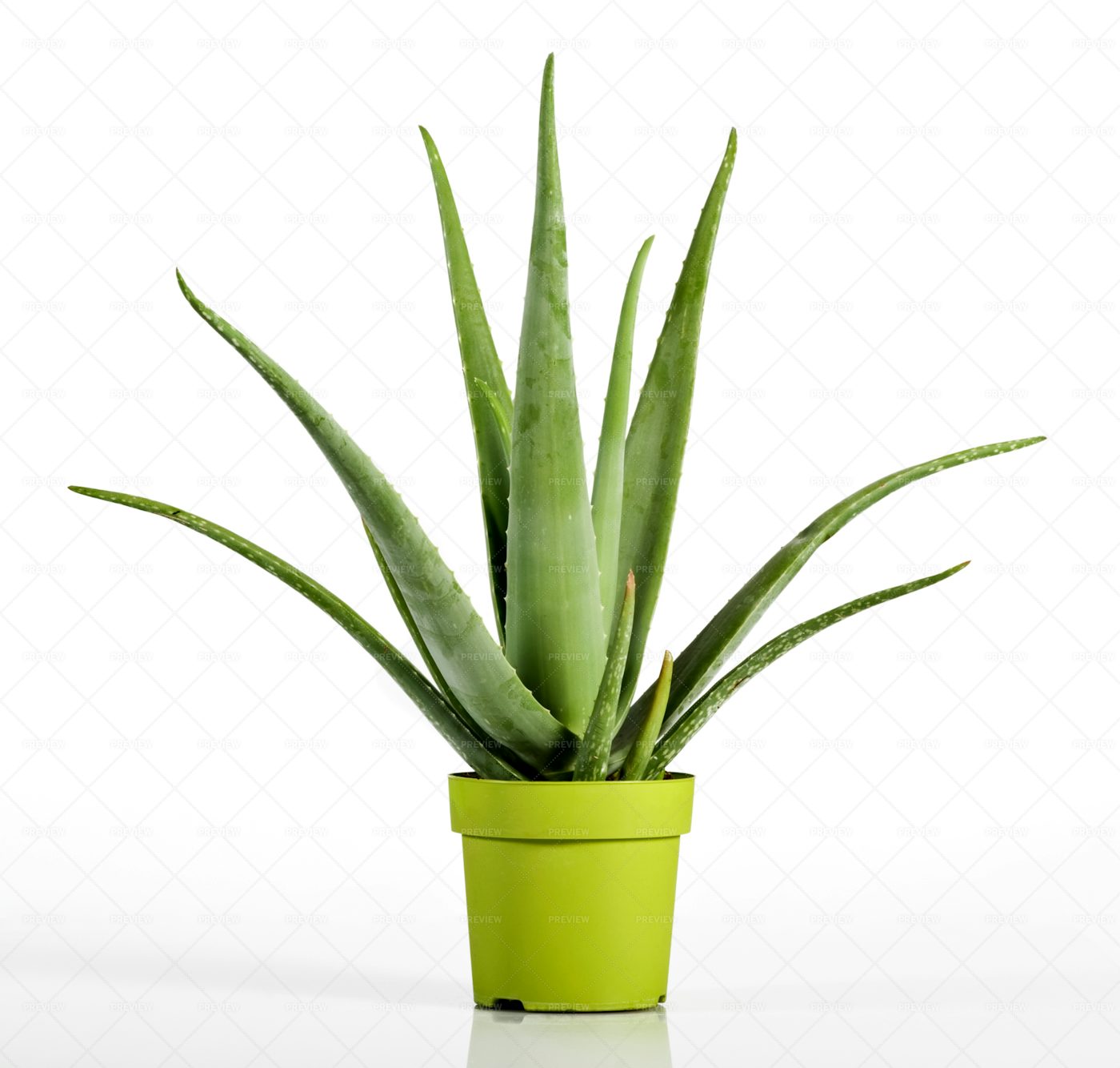 Potted Aloe Vera Plant - Stock Photos | Motion Array