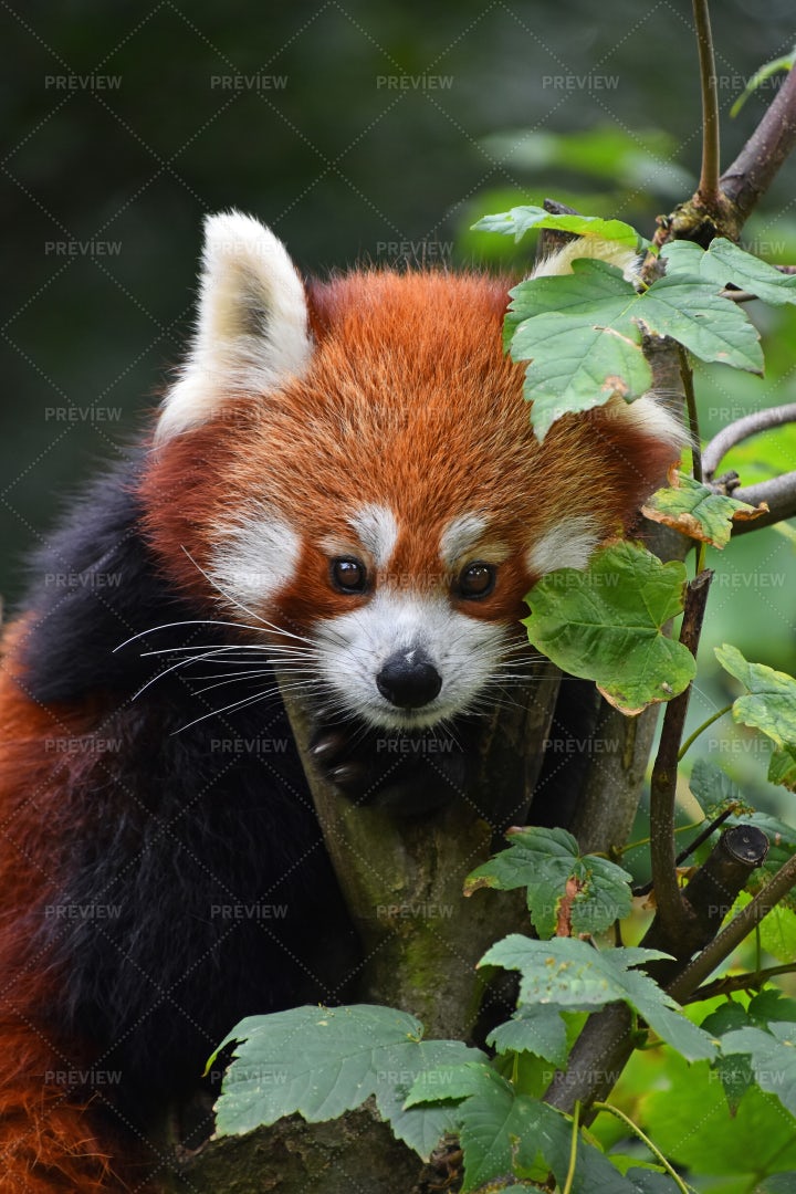 Red Panda On A Tree: Stock Photos