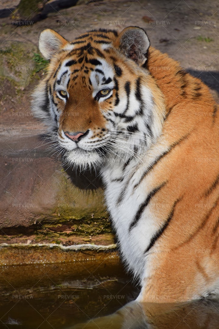 A Siberian Tiger: Stock Photos