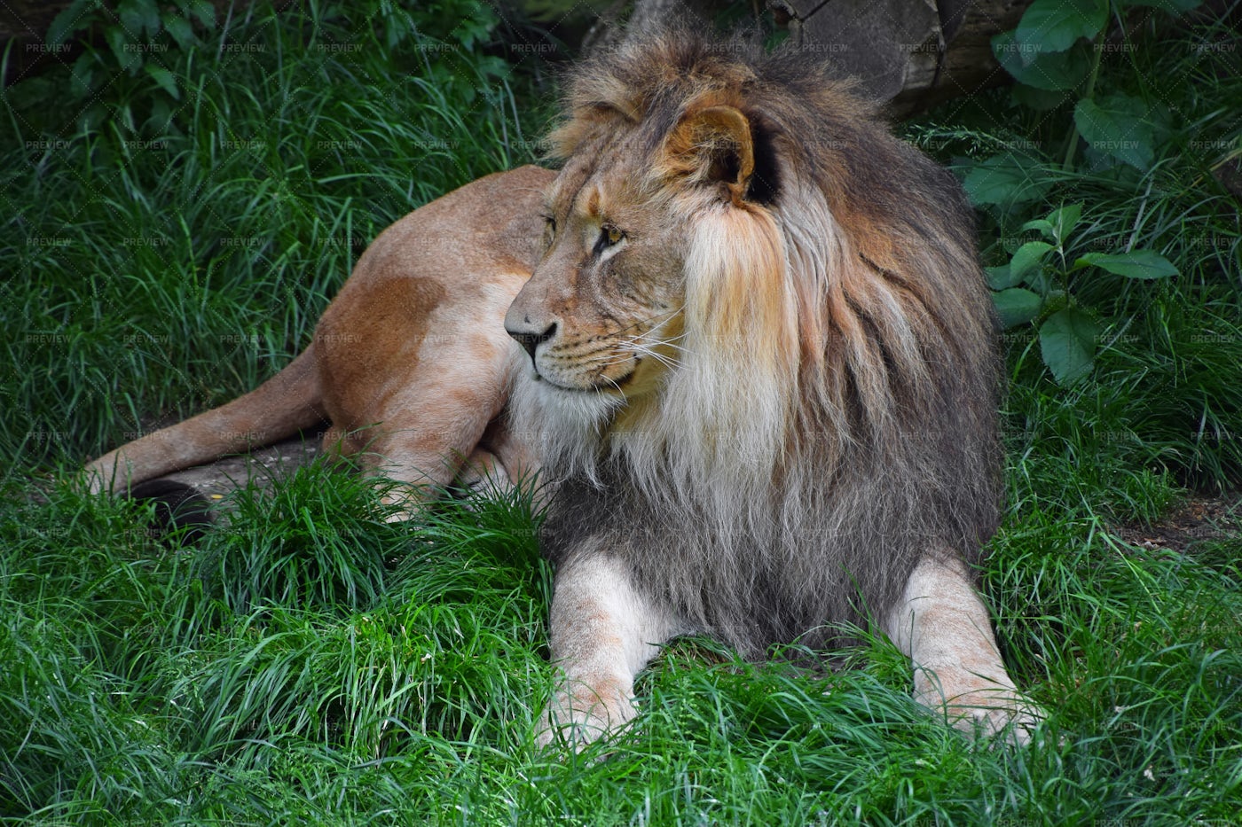 Lion In The Grass: Stock Photos