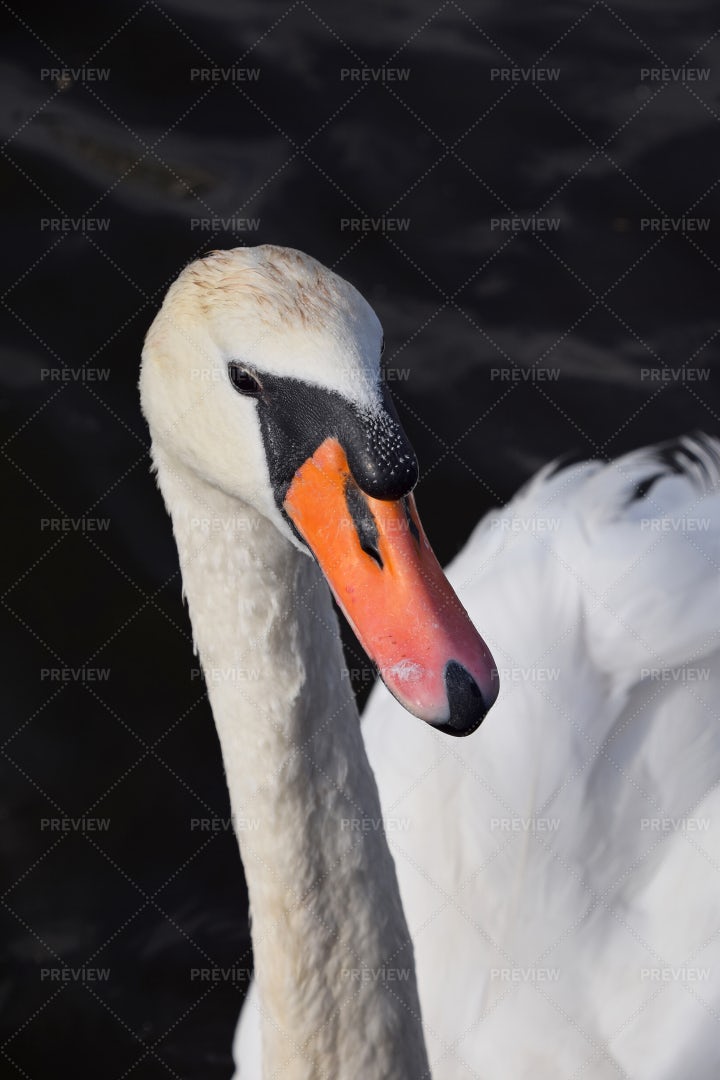 A Swimming Swan: Stock Photos