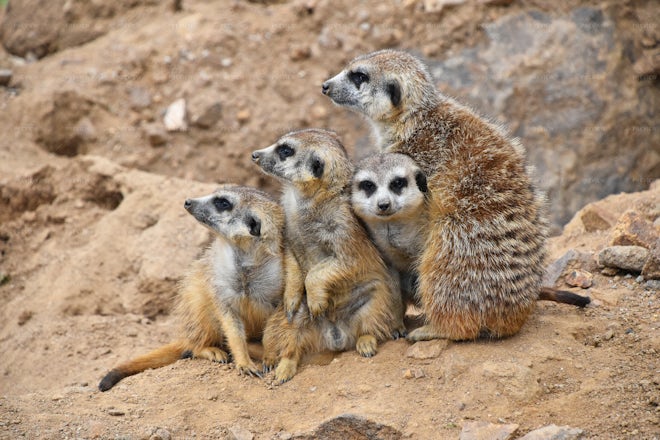 Meerkat Family - Stock Photos | Motion Array