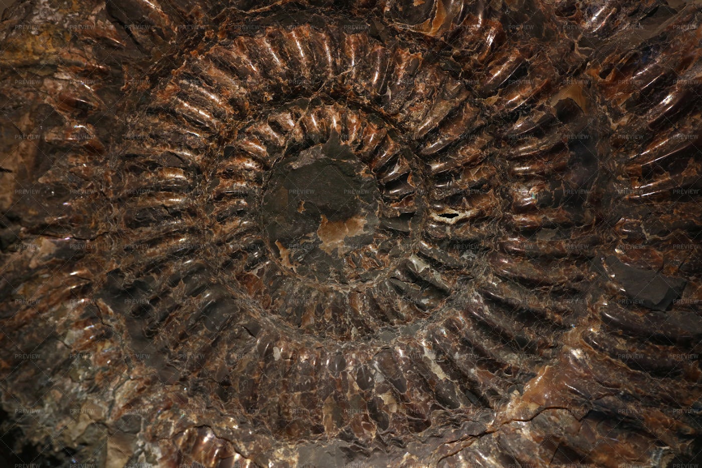 Petrified Ammonite Fossil: Stock Photos