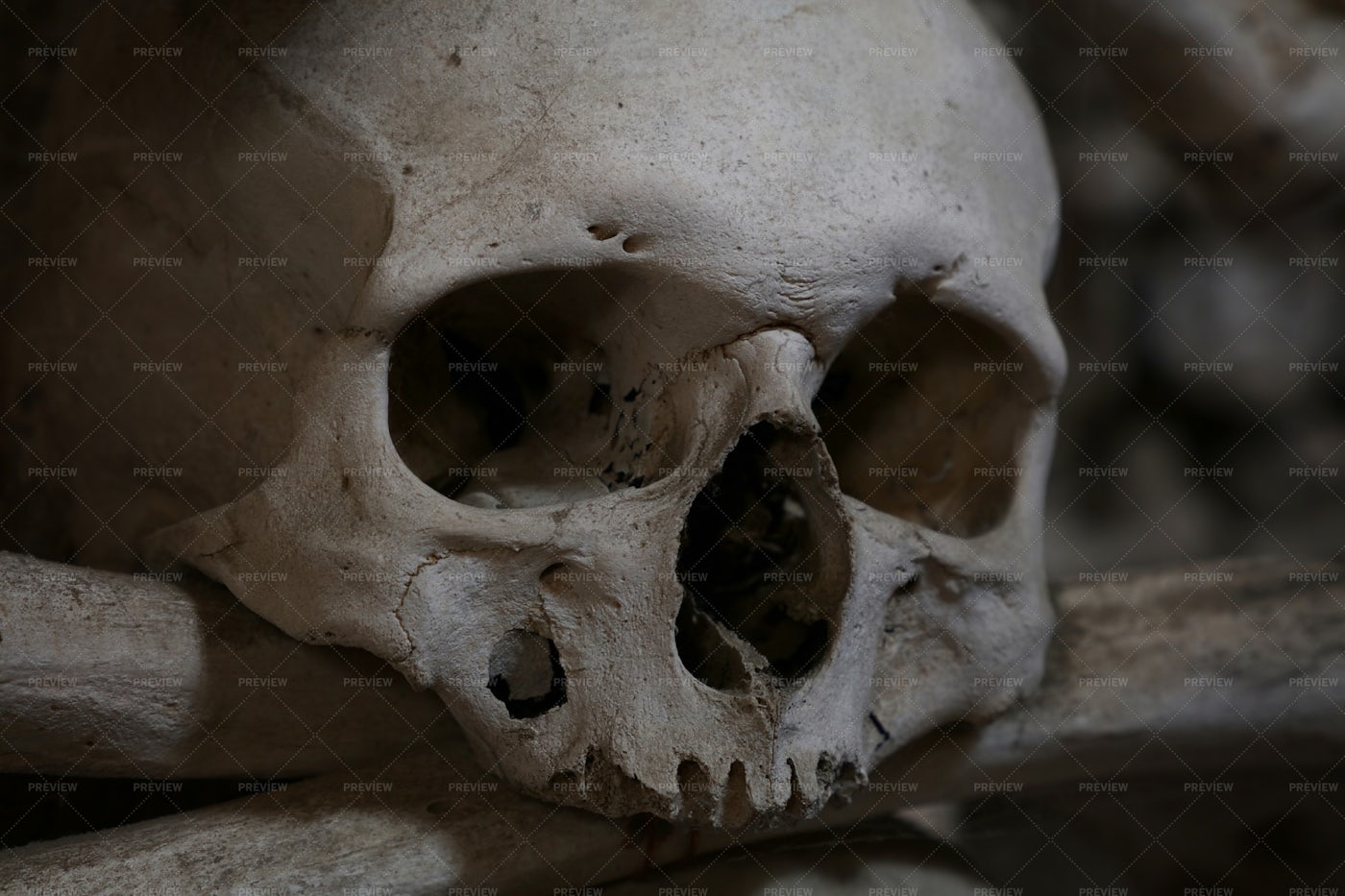 Human Skull And Bones: Stock Photos