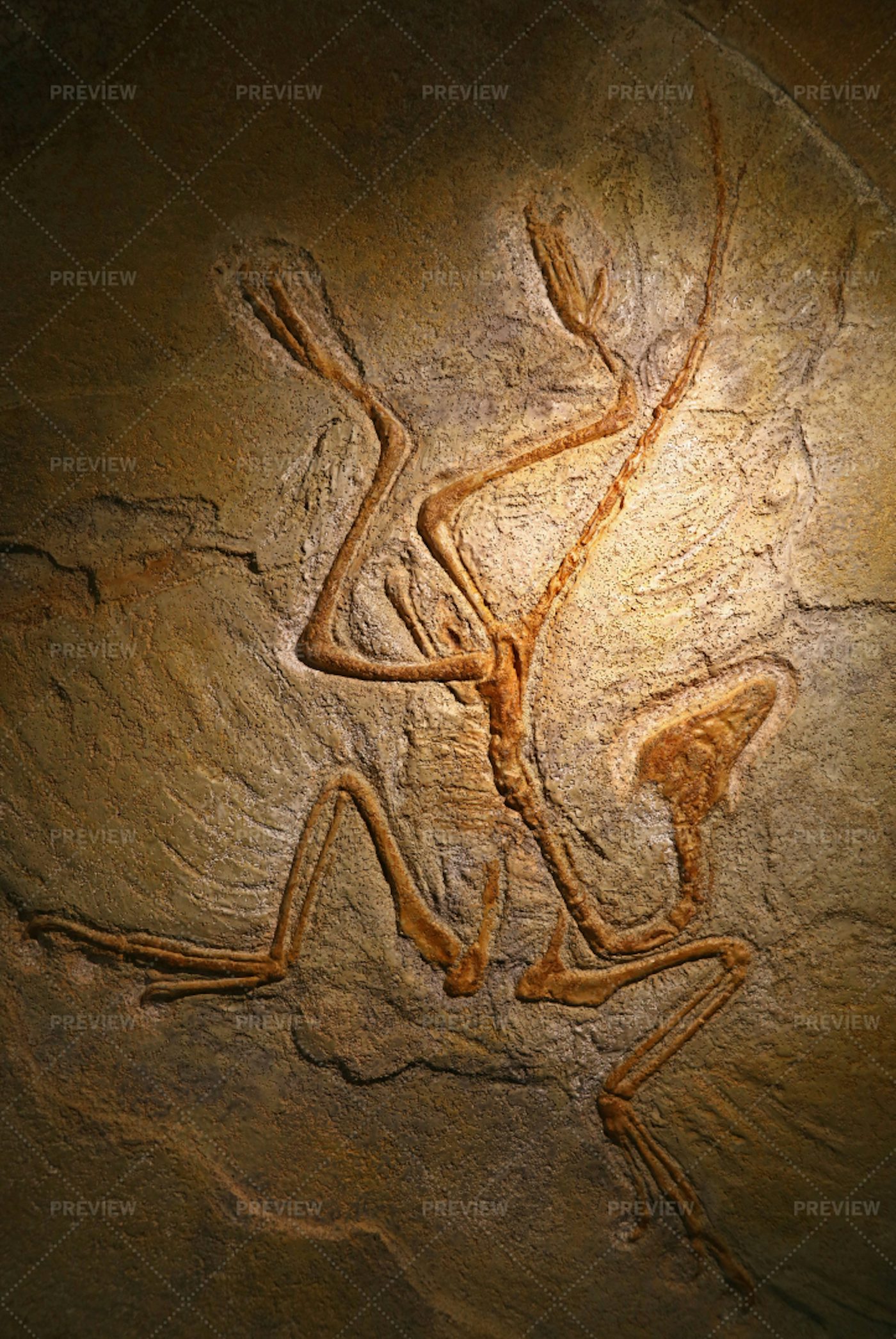 the archaeopteryx fossil