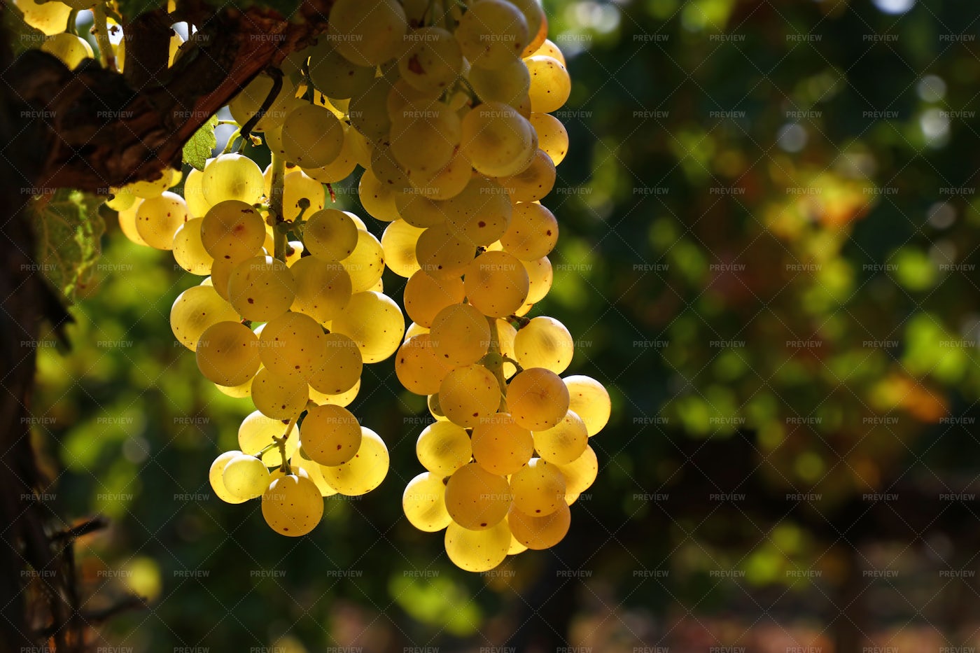 Hanging White Grapes: Stock Photos