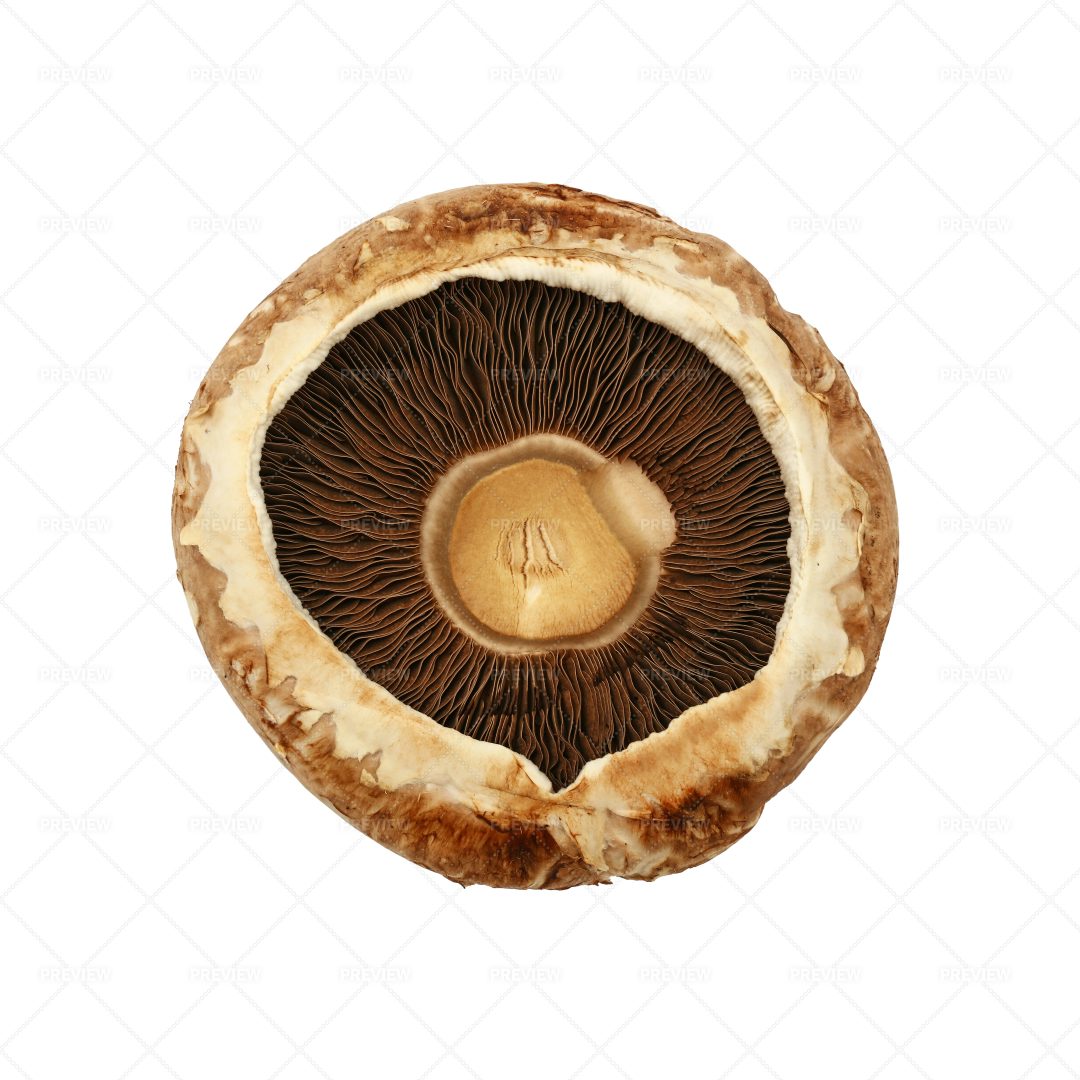 One Brown Portobello Mushroom: Stock Photos