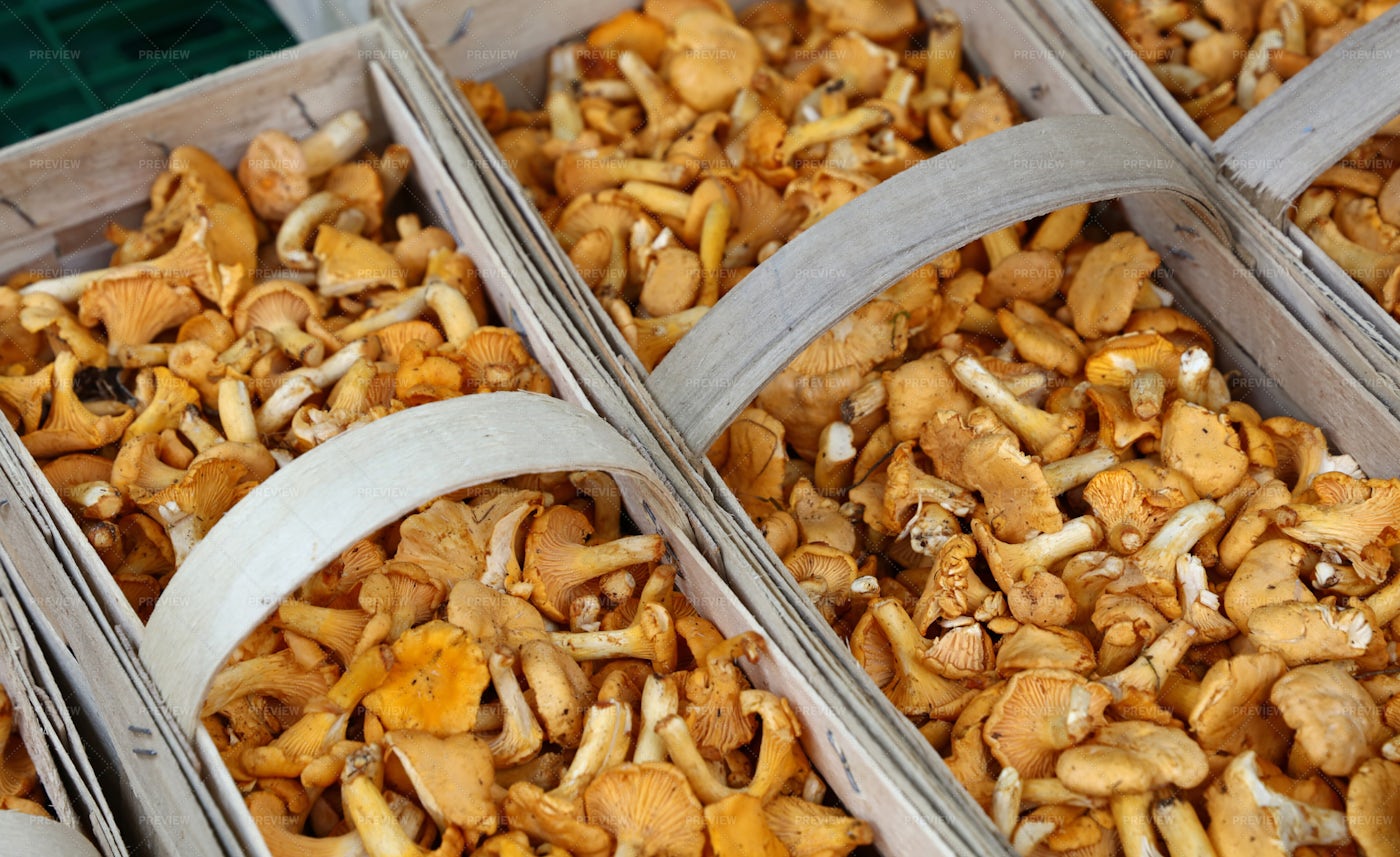 Chanterelle Edible Mushrooms: Stock Photos