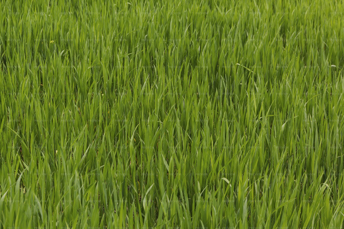 Green Gras: Stock Photos