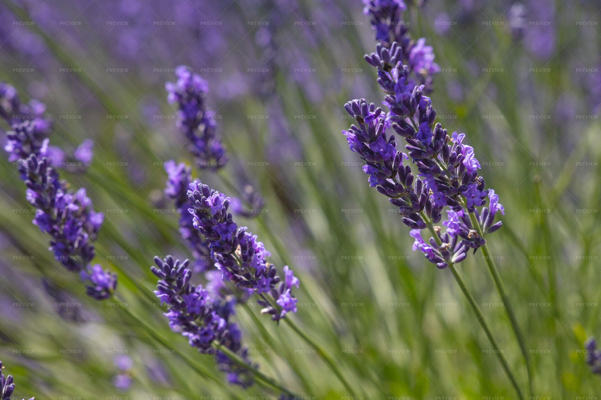 lavender purple flowers