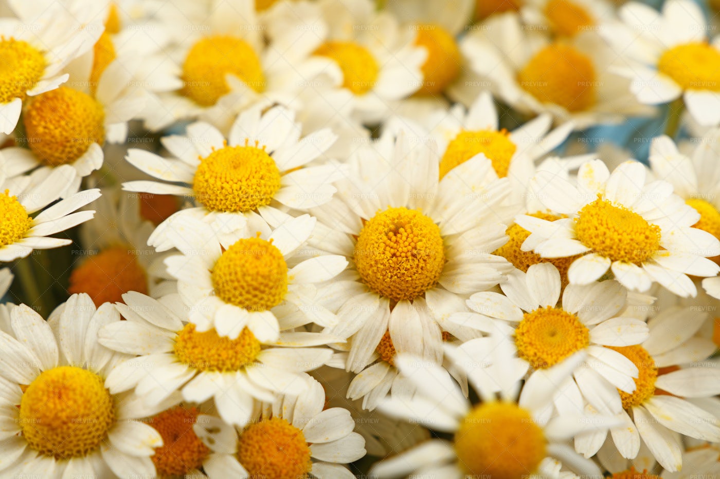 Chamomile Flowers: Stock Photos