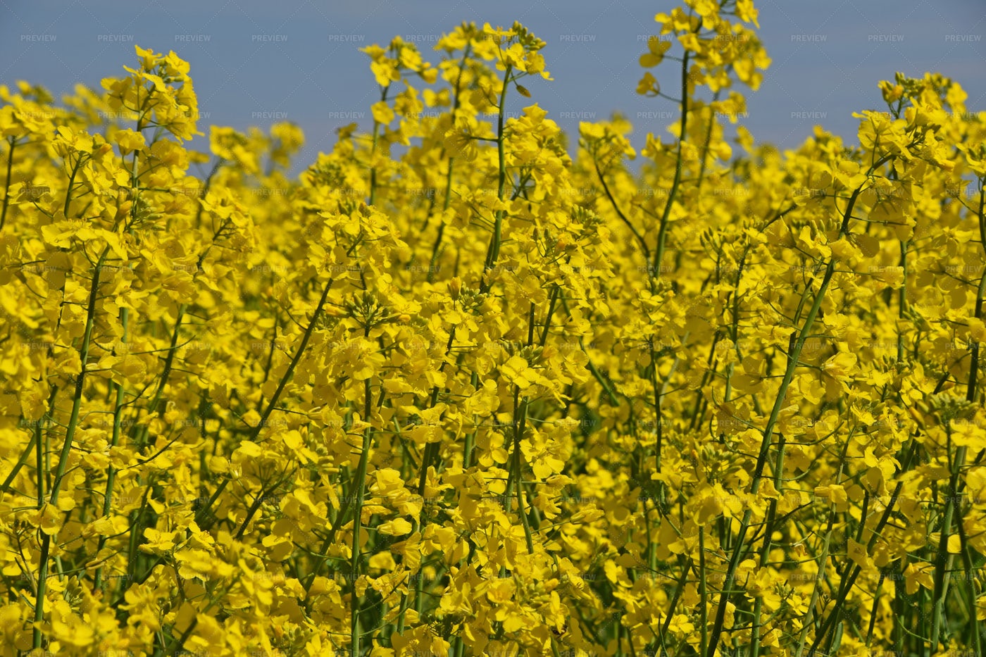 Yellow Rapeseed Flowers: Stock Photos