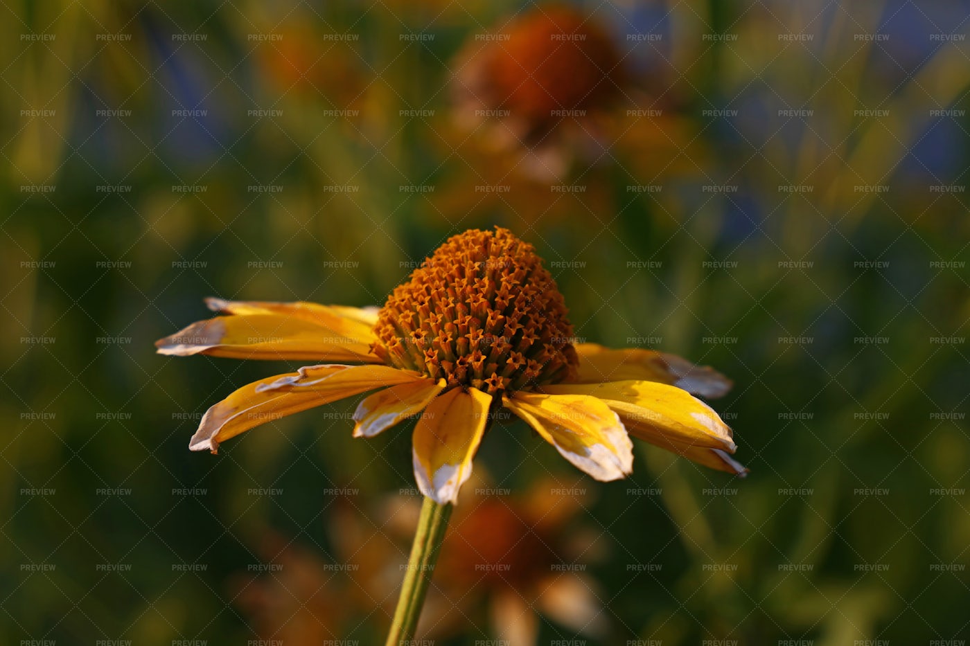 Yellow Echinacea Flower: Stock Photos