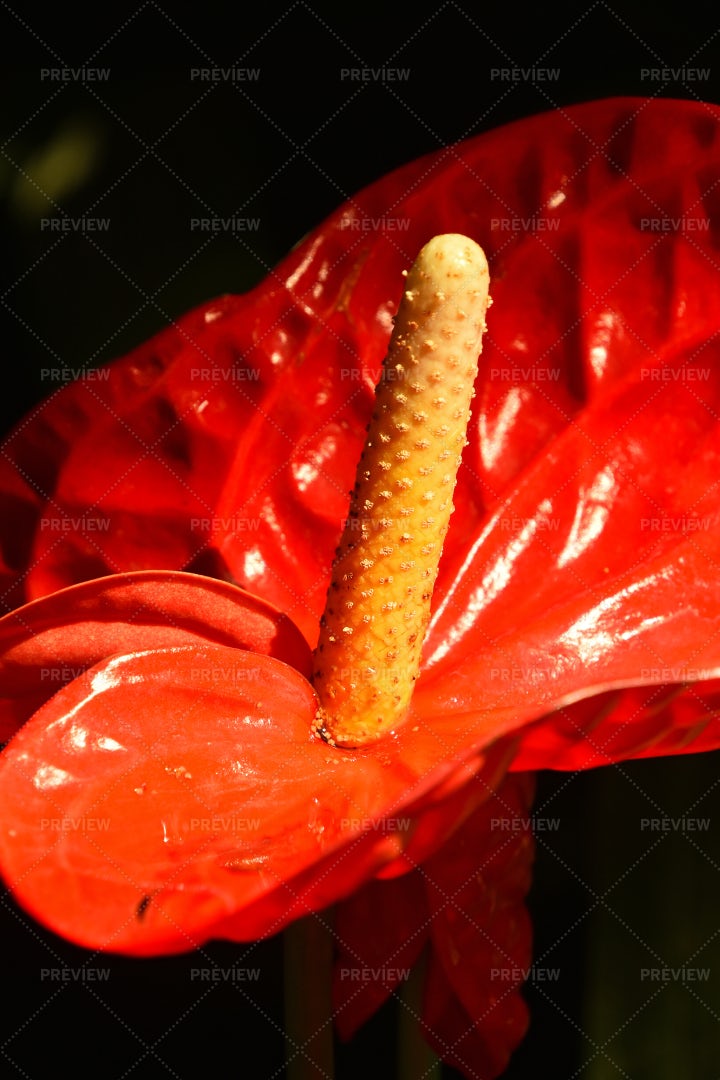 Red Anthurium Flower: Stock Photos