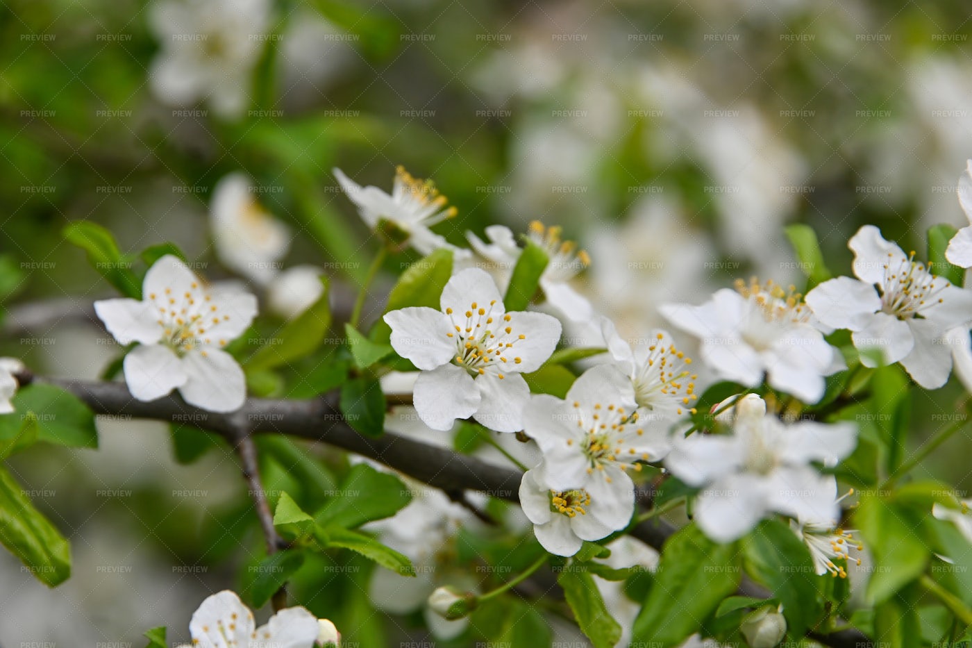 White Cherry Blossom Close-Up: Stock Photos