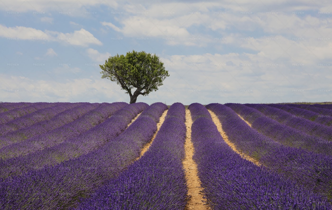 Lavender Field Of Provence: Stock Photos