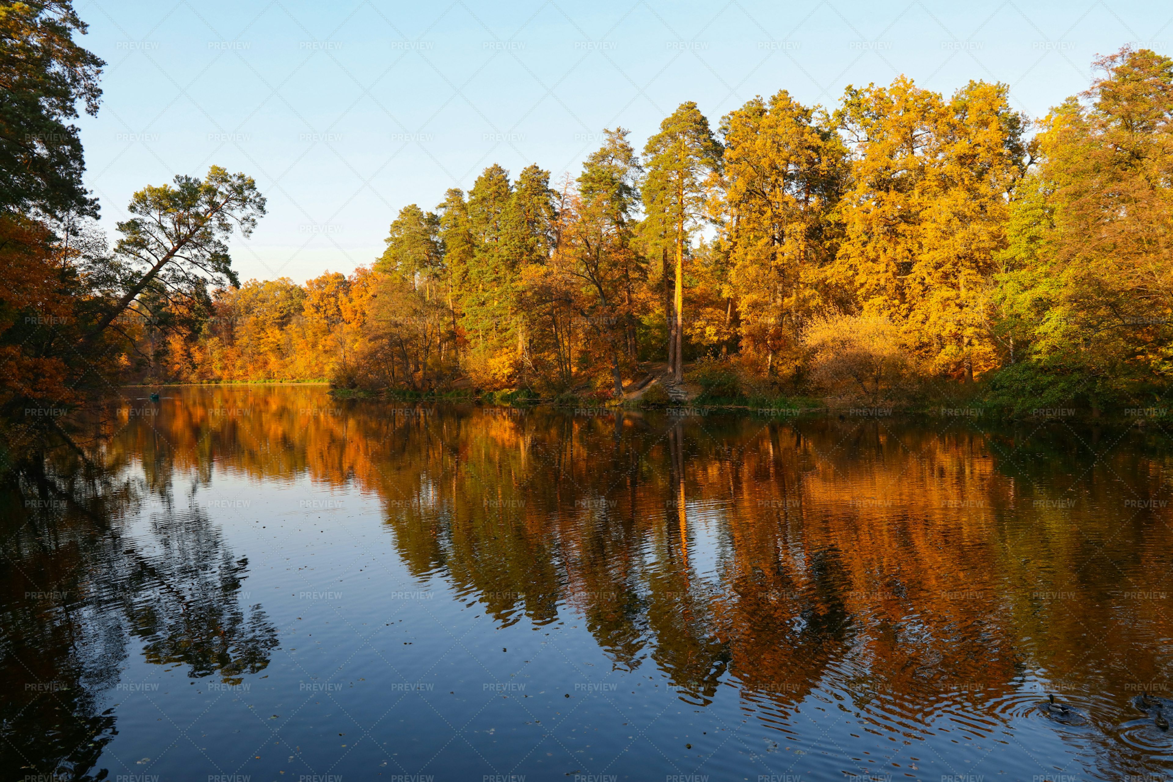 Autumn Trees Reflect In Water Stock Photos Motion Array