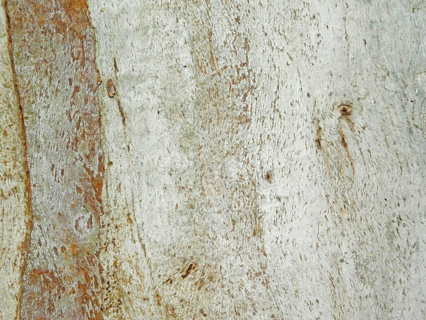 A White Tree Trunk: Stock Photos