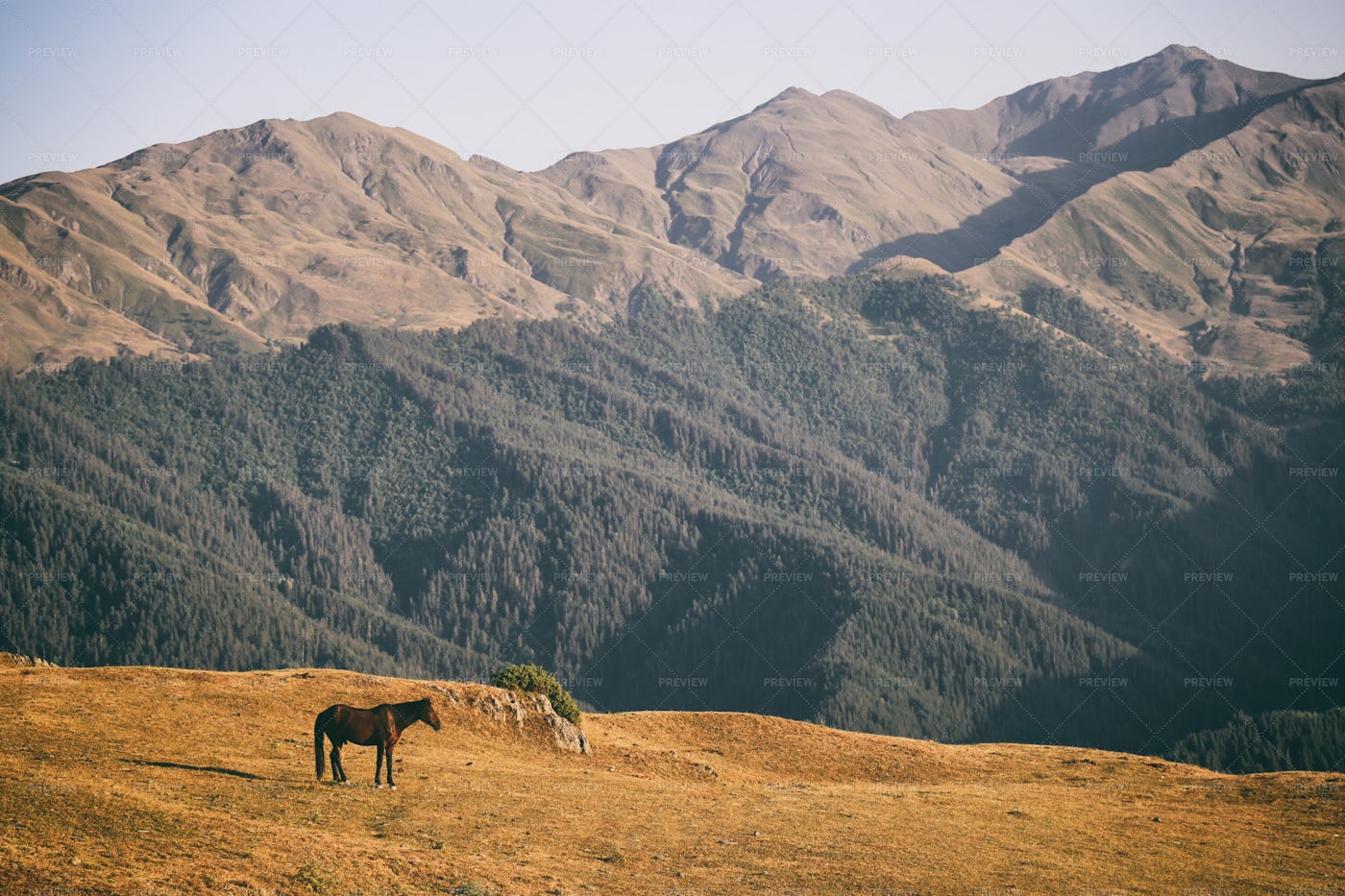 Horse In Nature: Stock Photos