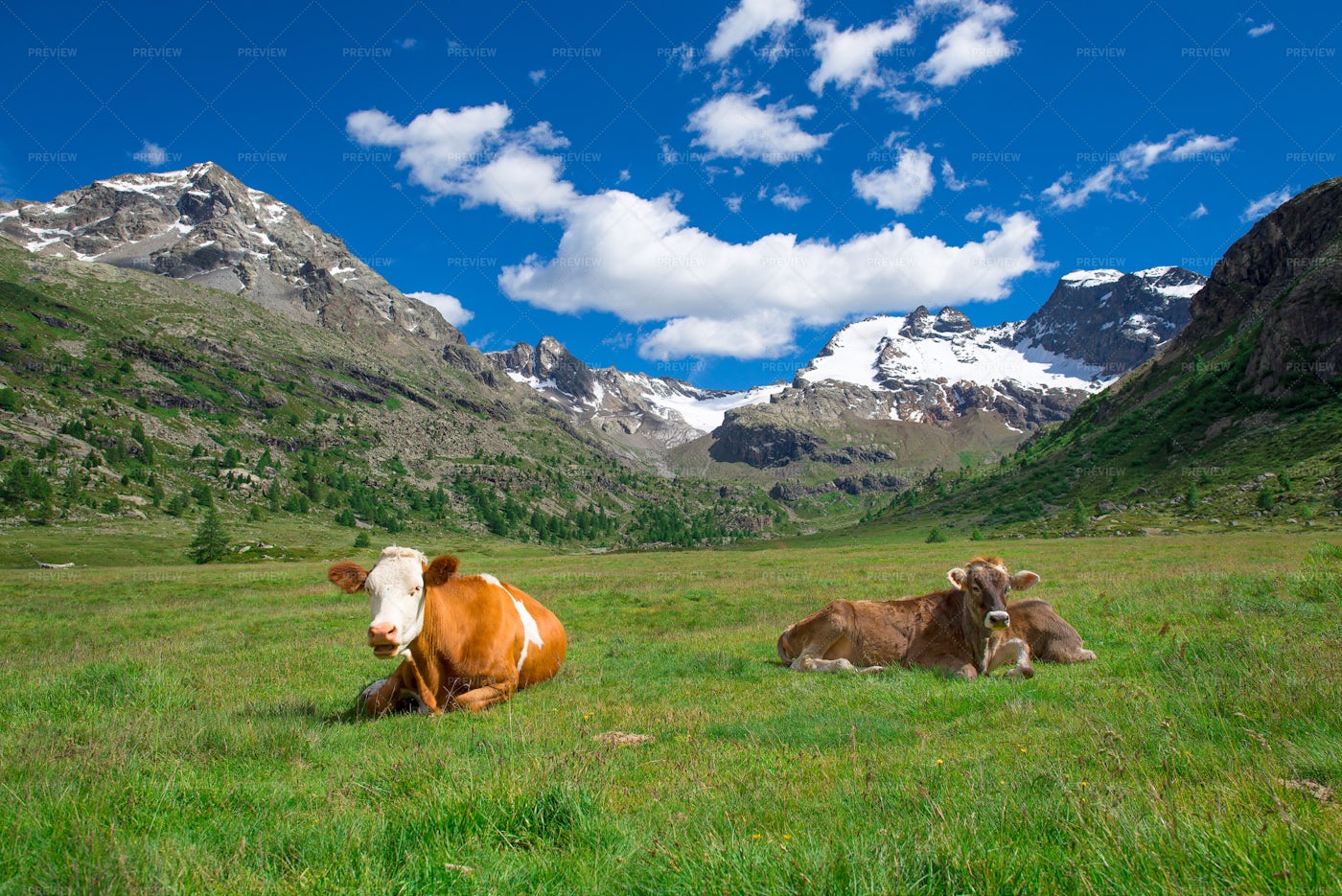 Grazing Cows In The Mountains: Stock Photos