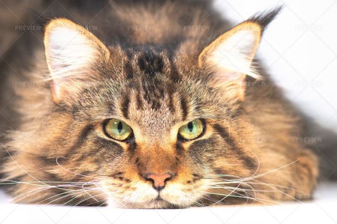 Maine Coon Cat Stock Photos Motion Array