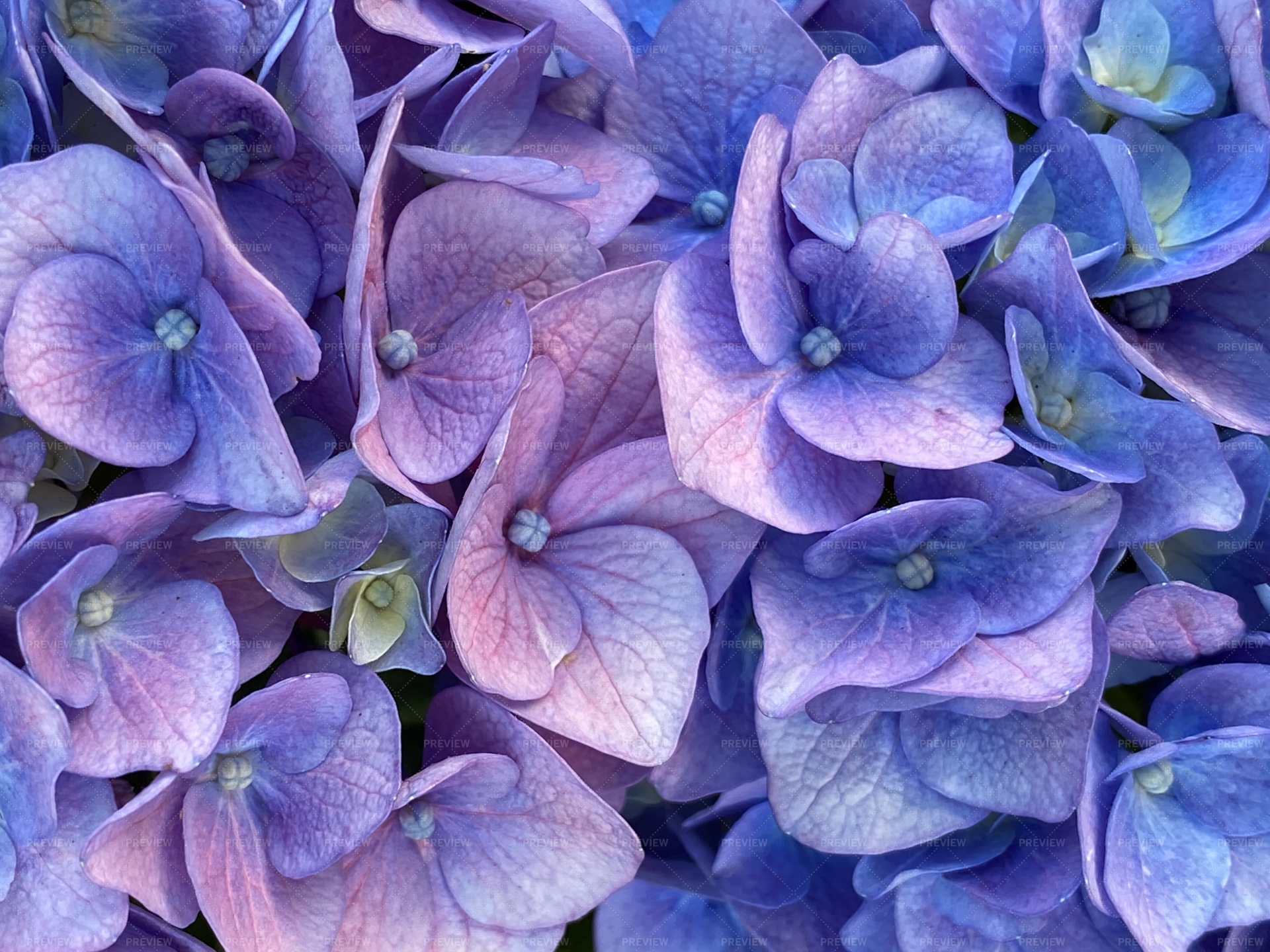 Image of Hydrangea flower close-up