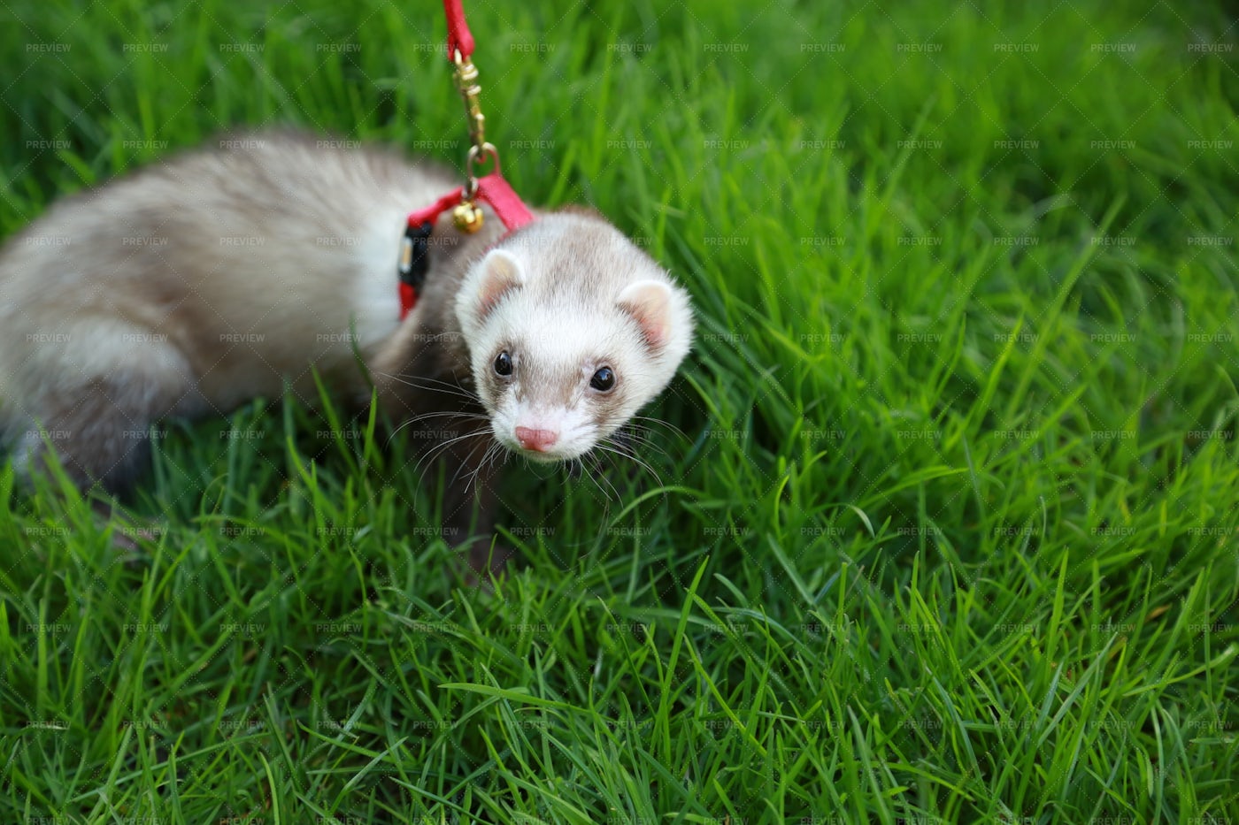 Ferret On A Lead: Stock Photos