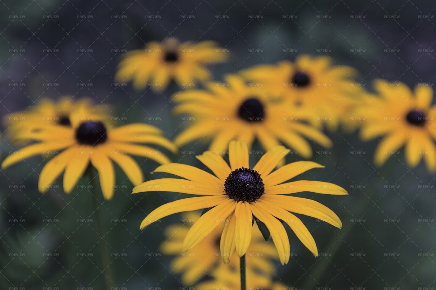 Summer Flowers: Stock Photos