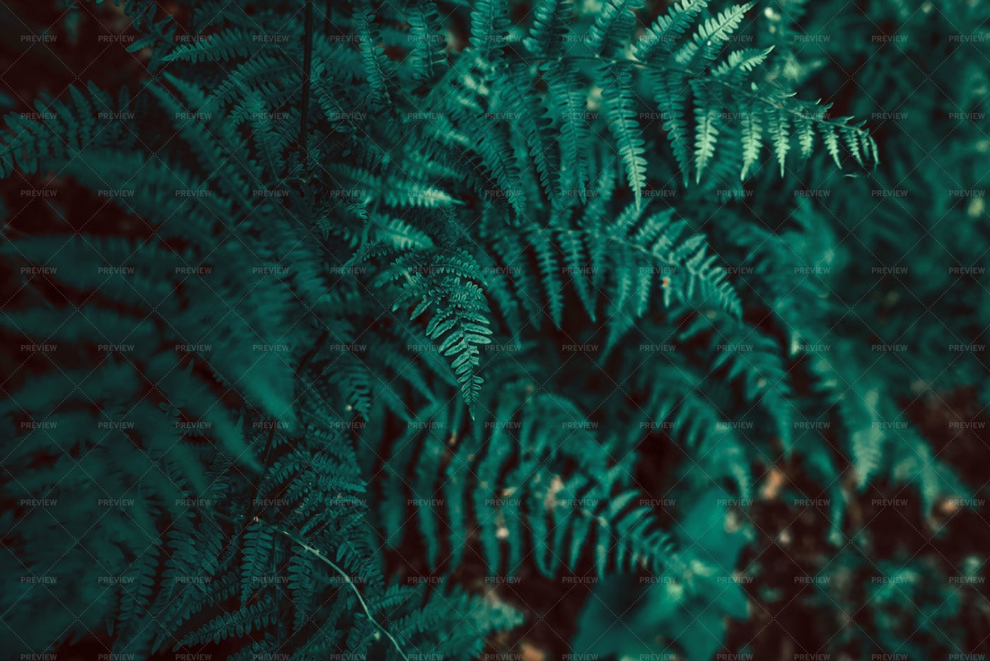 Growing Ferns In The Forest: Stock Photos