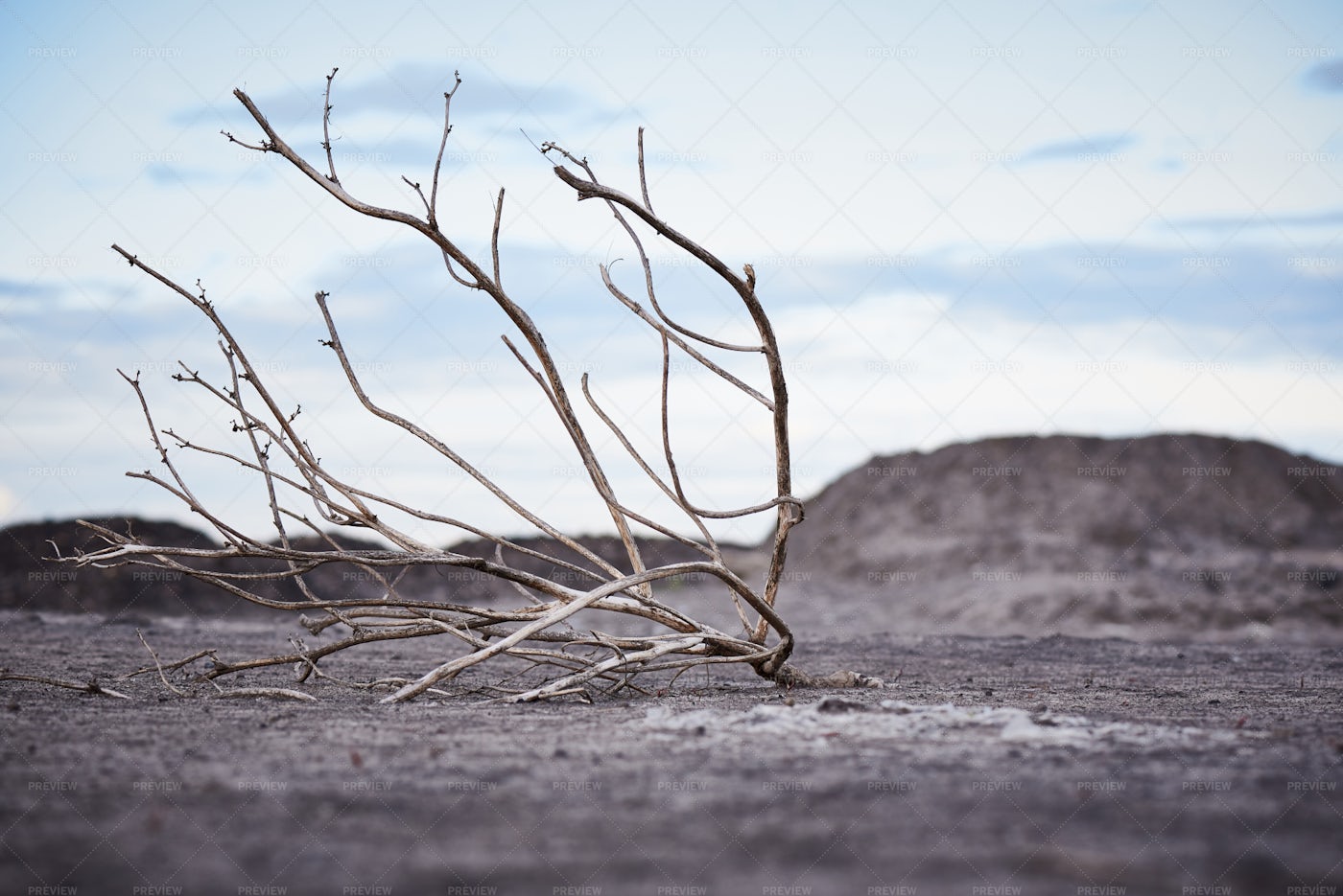Dead Tree In Arid Soil: Stock Photos