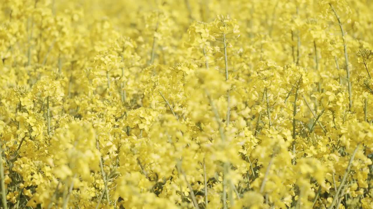Canola Oil Flowers In A Field Stock Video Motion Array