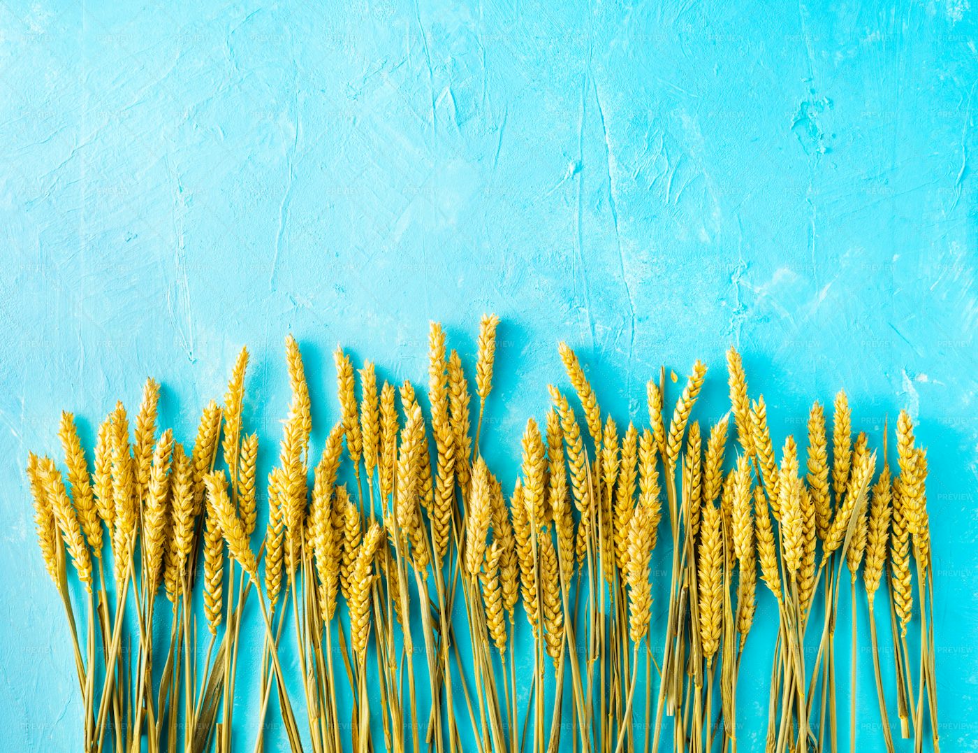 Download Yellow Spikes Of Wheat - Stock Photos | Motion Array