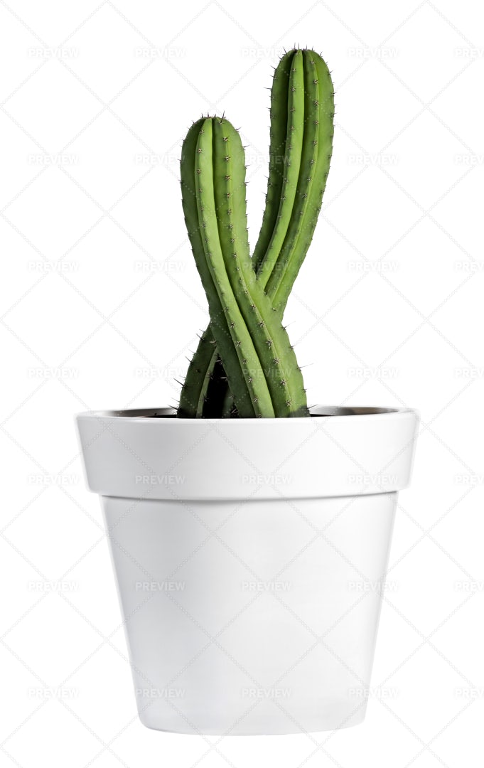 Potted Cactus Plant: Stock Photos