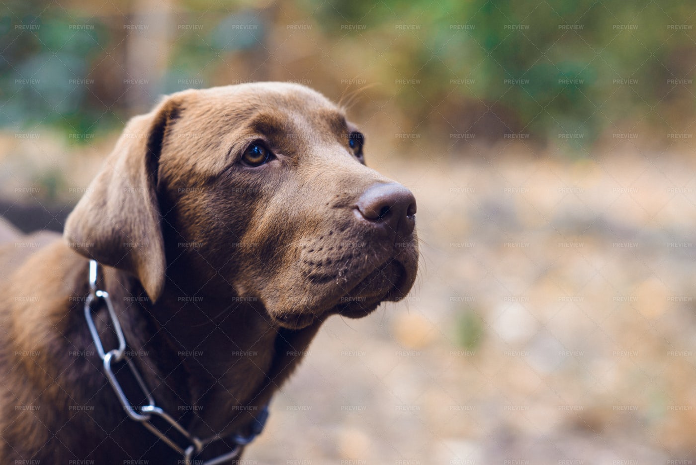 Portrait Of A Labrador: Stock Photos