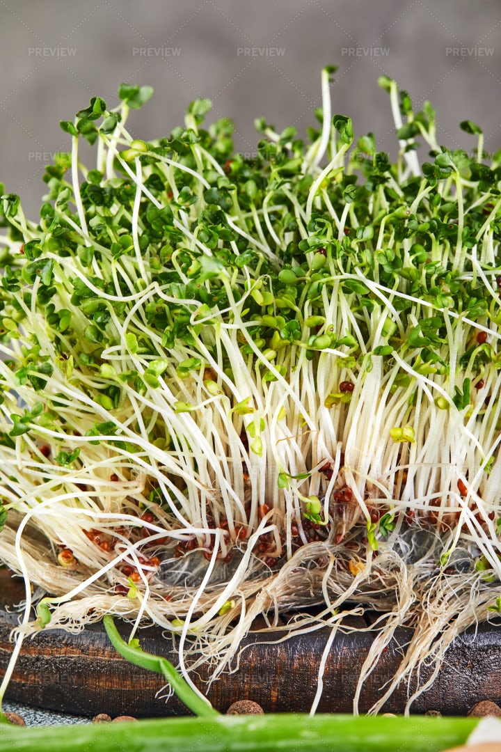 Green Sprouts With Roots: Stock Photos