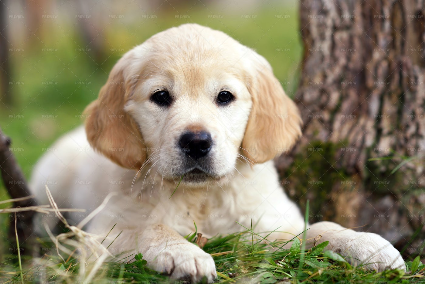 Golden Retriever Puppy: Stock Photos