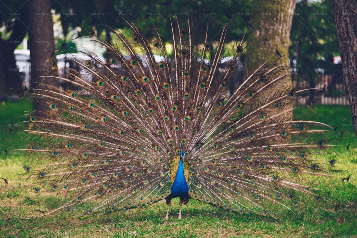 Peacock With Open Tail: Stock Photos