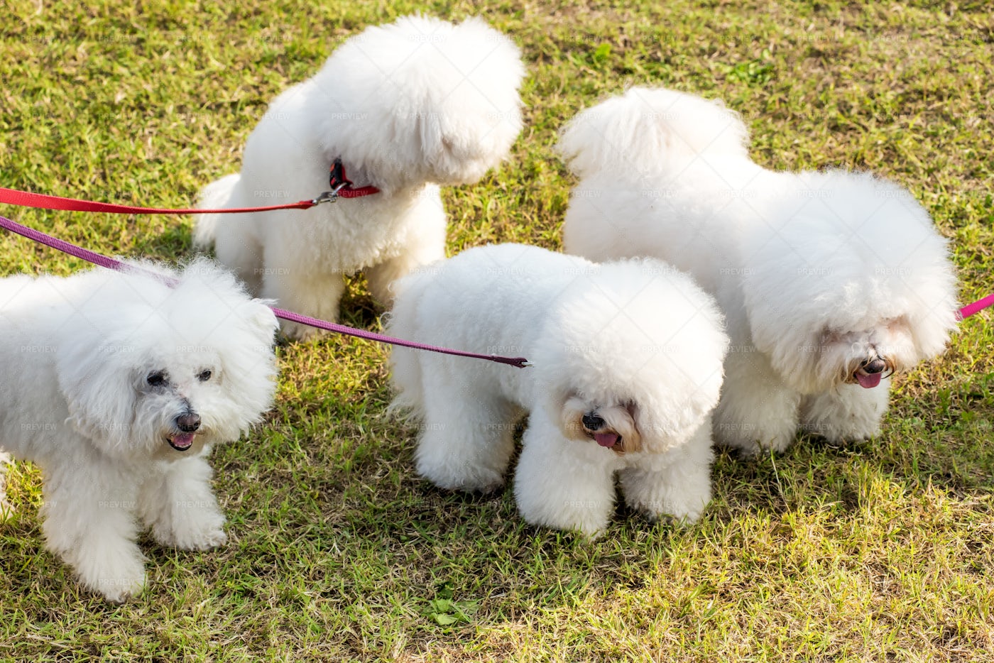 Four White Dogs: Stock Photos