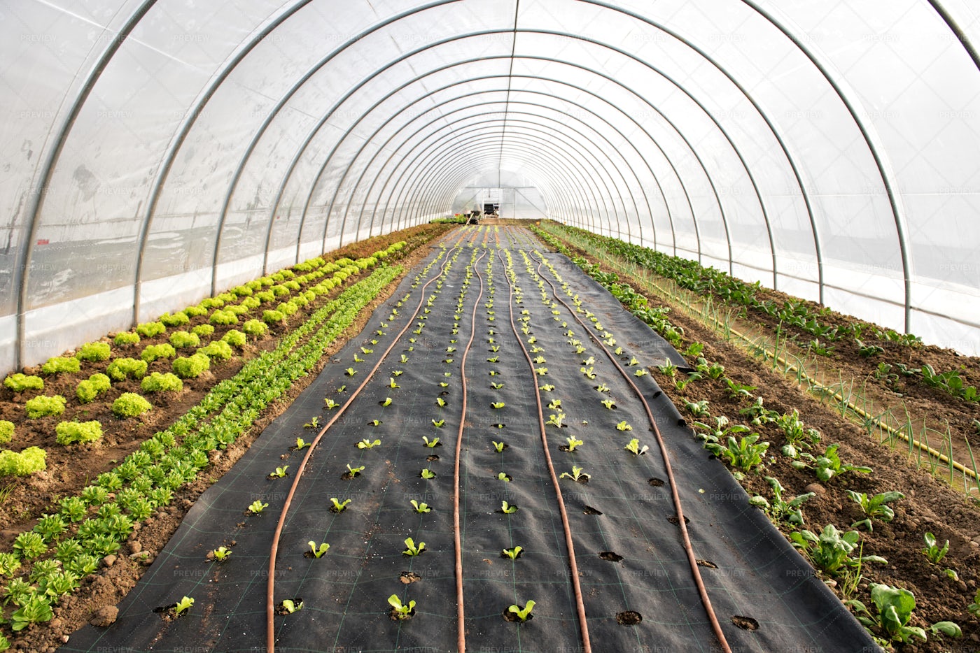 seedlings-in-a-greenhouse-stock-photos-motion-array