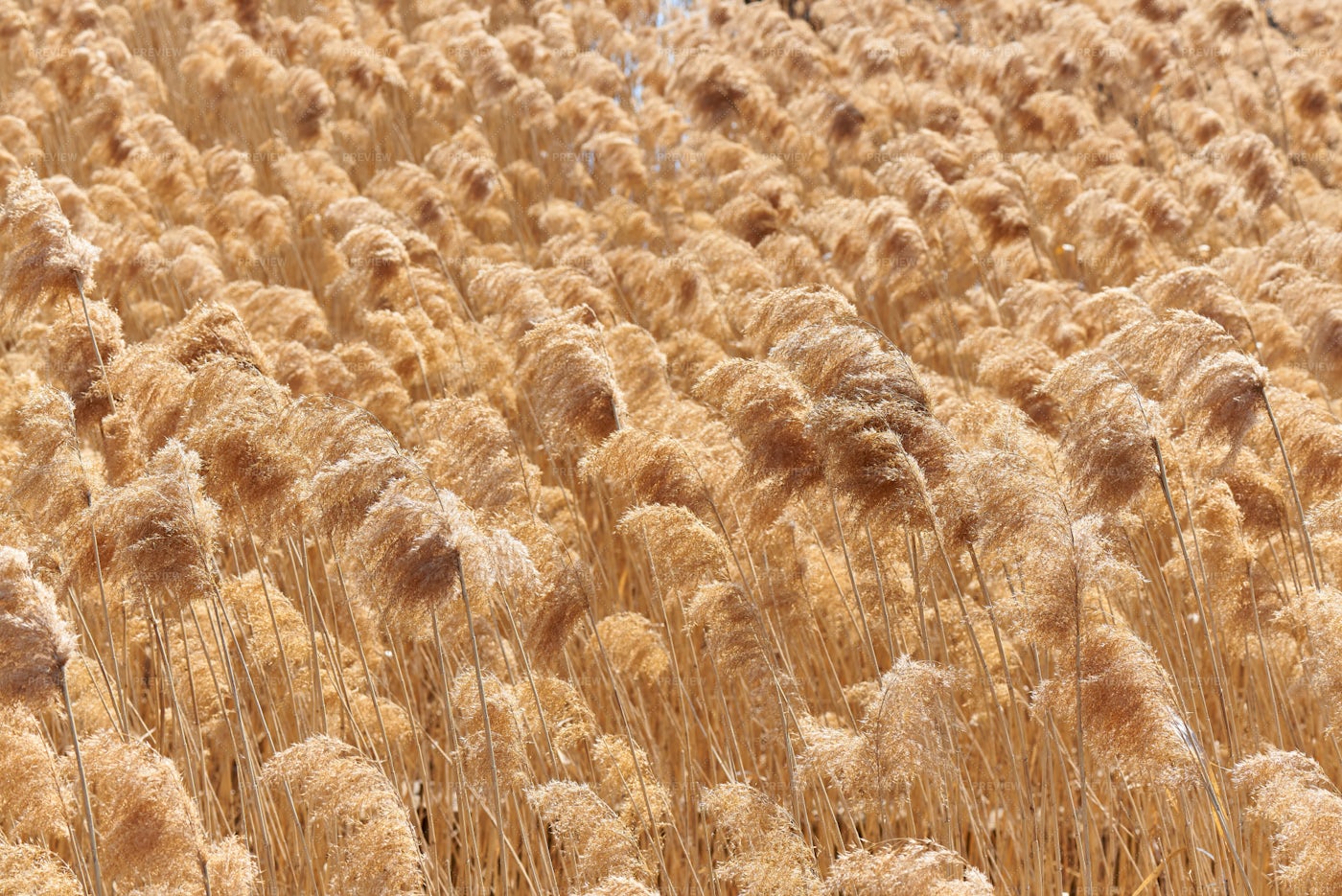 Golden Reeds In The Wind: Stock Photos