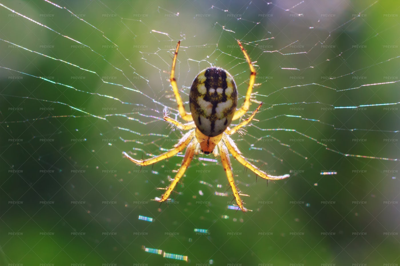 Spider In Its Web: Stock Photos