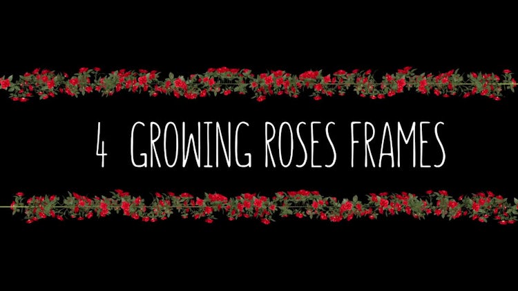 4 Growing Roses Frames: Stock Motion Graphics