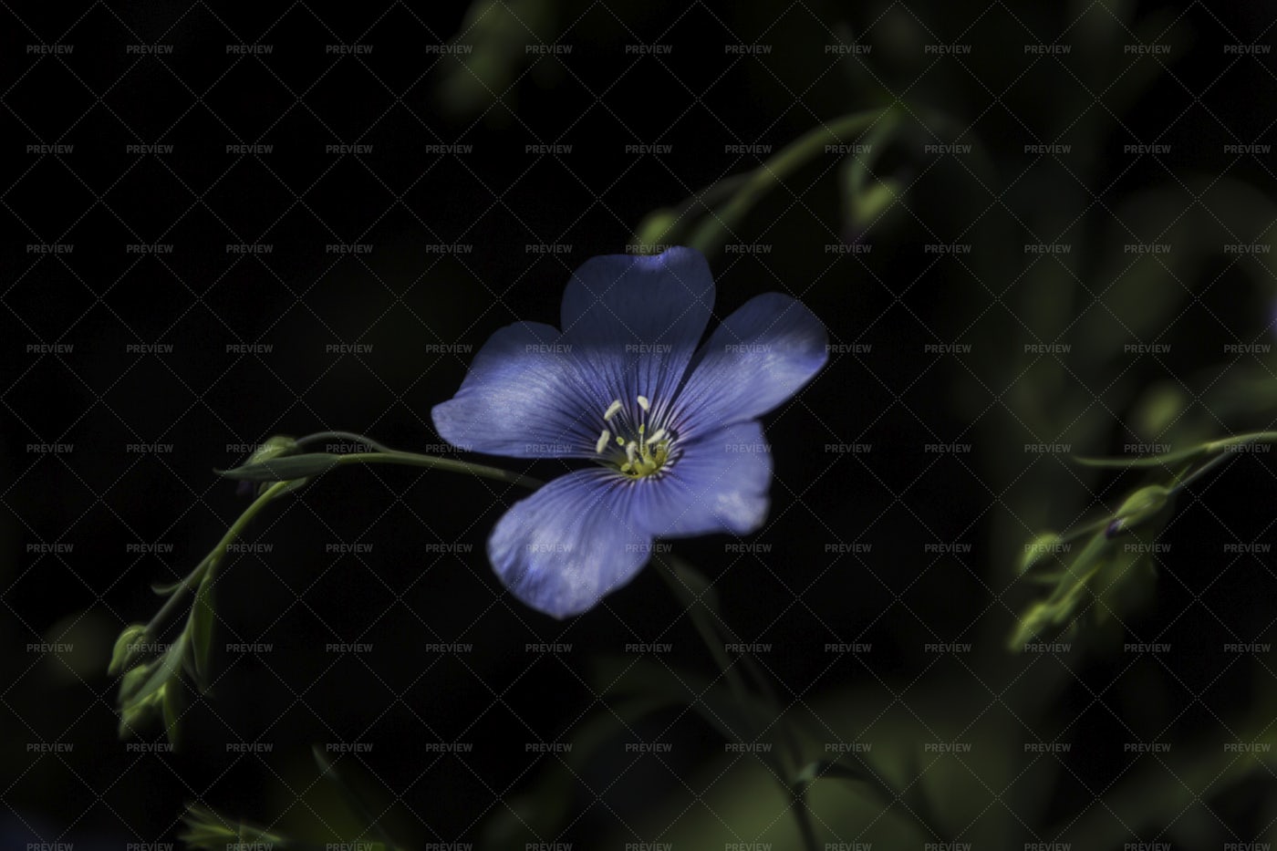 Flax Flower: Stock Photos