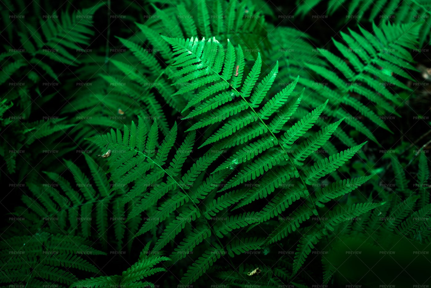 Green Fern Leaves: Stock Photos