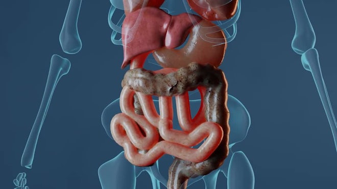 Large Intestine And Digestive System - Stock Motion Graphics | Motion Array