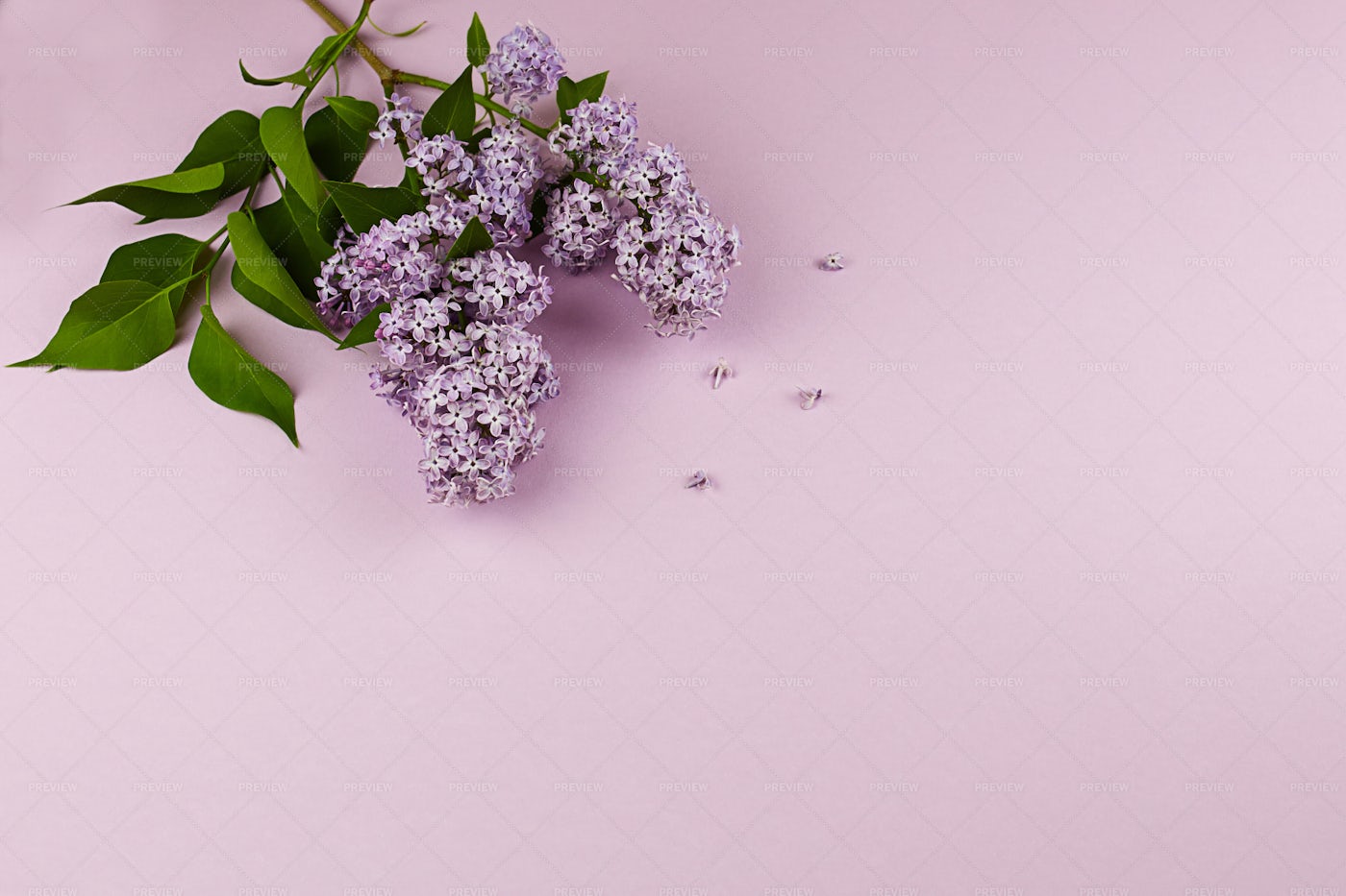Lilac Branch: Stock Photos