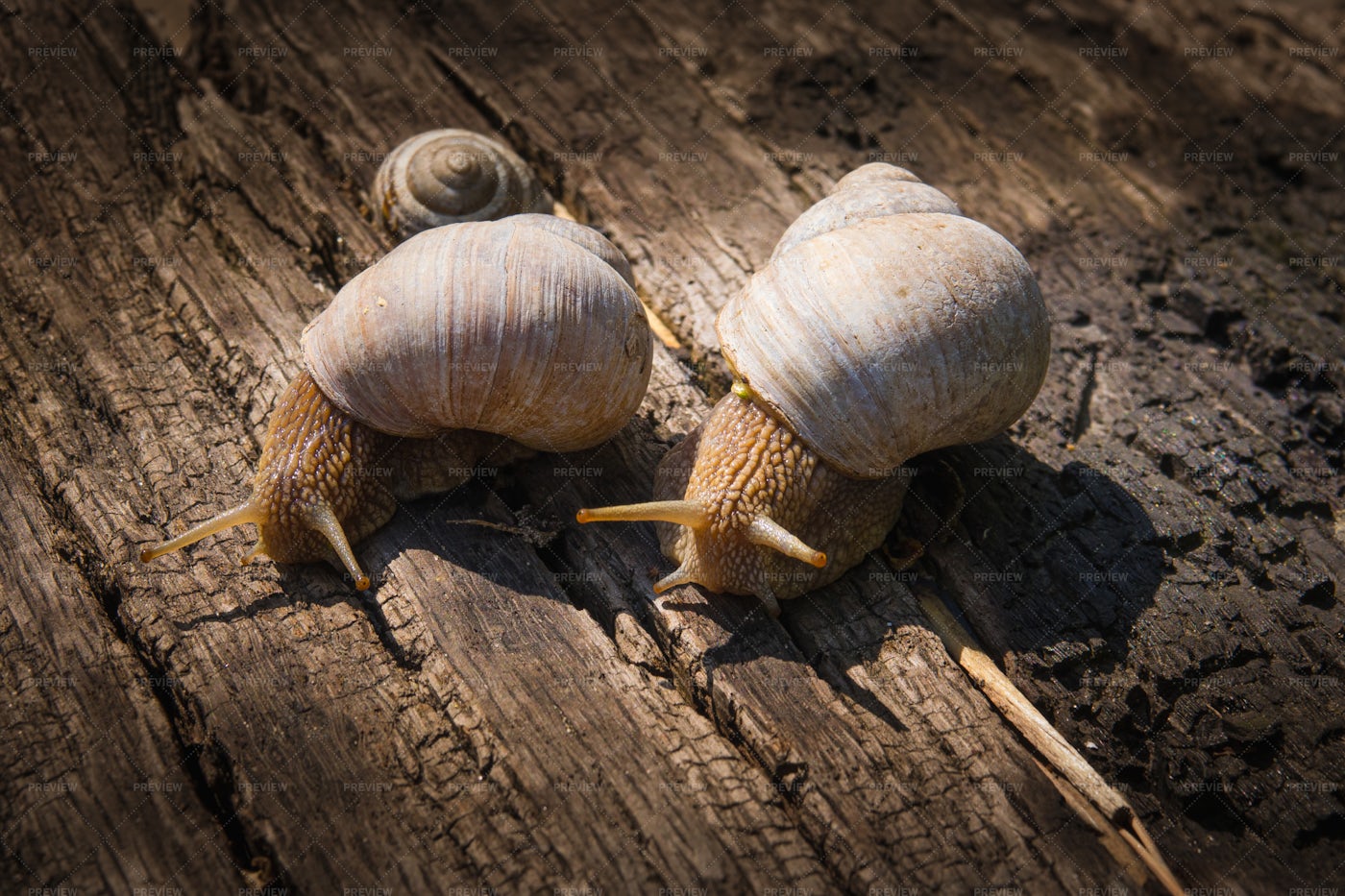 Two Big Snails: Stock Photos